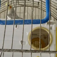 عروس هلندی لوتینو وسینامون با۲قفس ولوازم|پرنده|فردیس, فردیس|دیوار