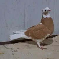 عروسک|پرنده|اردبیل, |دیوار