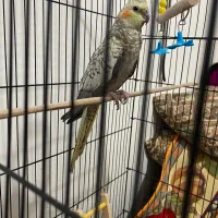 یه جفت عروس هلندی|پرنده|صحنه, |دیوار