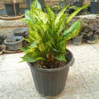 حراجی گل و گیاه|گل و گیاه طبیعی|دزفول, |دیوار