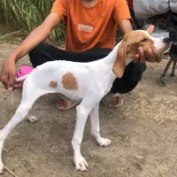 توله سگ پوینتر انگلیس