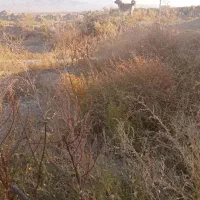 گوسفند|سگ|لولمان, |دیوار