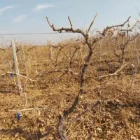 همه نوع هرس حرفه یی|خدمات باغبانی و درختکاری|تاکستان, |دیوار