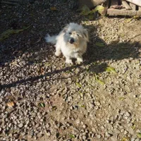 واگذاری سگ نر|سگ|مرزیکلا, |دیوار