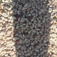 لوبیا چیتی درجه یک