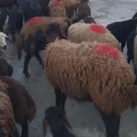 ۳۹راس میش زاییده قزل افشار