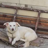 سگ پاکوتاه|سگ|گرگان, |دیوار