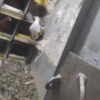 پلنگ کلایی نر.نرماده شیرازی|پرنده|راین, |دیوار