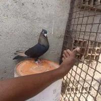 کبوتر|پرنده|کارون, |دیوار