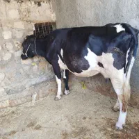 گاو هلشتین اصلی تلغیع شده