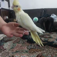 جوجه  عروس هلندی