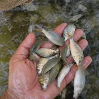 بچه ماهی کپور|ماهی|شوشتر, |دیوار