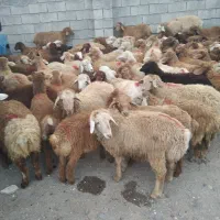 40 راس بره نصف ماده نصف نر