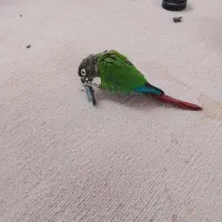 طوطی گرینچیک باهوش وآموزش دیده با جلیقه پرواز|پرنده|جویبار, |دیوار