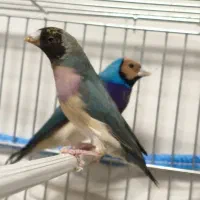 سه جفت فنچ گلدین اماده تخم