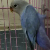 کوتوله برزیلی ابی