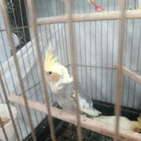 دو عدد جوجه عروس هلندی نر و ماده سوپر رام