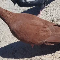 سرخ ضمانتی|پرنده|بردسیر, |دیوار