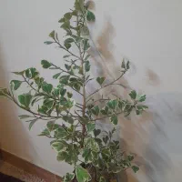 گل طبیعی درختی فیکوس دلتا