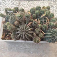 گل کاکتوس زیبا