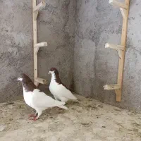 کبوتر بدرنگ و شصتی|پرنده|بشاریات, |دیوار