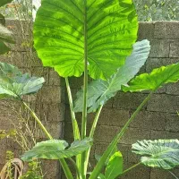 گل بابا آدم در دواندازه متفاوت