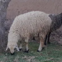 میش زاییده|حیوانات مزرعه|کشکوئیه, |دیوار