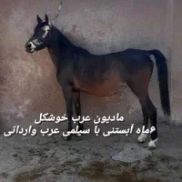 مادیون عرب ۶ماه ابستن با سیلمی وارداتی|اسب و تجهیزات اسب‌سواری|بندرعباس, |دیوار