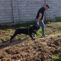 سگ کن کورسو باکیفیت پسر دختر های آشیل بزرگ