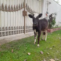 لیشه گاودورگ ۵ماهه خوش خوراک وسلامت|حیوانات مزرعه|صومعه‌سرا, |دیوار