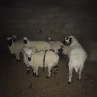 گوسفند معامله بابزمری اصل