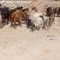 فروش بز|حیوانات مزرعه|کازرون, |دیوار