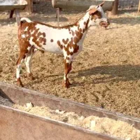 ثلاله|حیوانات مزرعه|اردستان, |دیوار