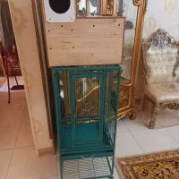 لانه طوطی