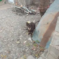 فروش سگ پاکوتاه نگهبان|سگ|گرگان, |دیوار