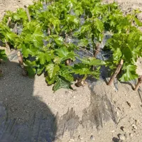نهال انگور خارجی یعقوبشاه|خدمات باغبانی و درختکاری|بهار, |دیوار