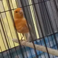 قناری نر پرتغالی