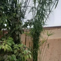 گیاه نخل مرداب|گل و گیاه طبیعی|اسلامشهر, شهرک لاله|دیوار