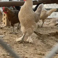 مرغ وخروس|حیوانات مزرعه|گراش, |دیوار