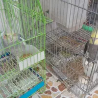 سه تاعروس هلندی زیر قیمت800