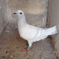 پاکستانی روشن جوانه ماده