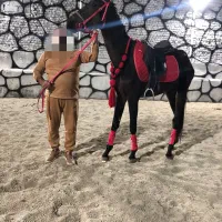 اسب ورزشی|اسب و تجهیزات اسب‌سواری|باقرشهر, |دیوار