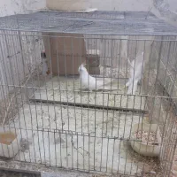 چند  عروس|پرنده|کاشان, دروازه فین|دیوار