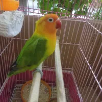 گمشده کوتوله بریزلی برازنده