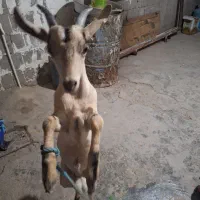 نری|حیوانات مزرعه|قشم, |دیوار