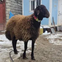 گوسفند افشار همو و هترو|حیوانات مزرعه|شیراز, وصال|دیوار