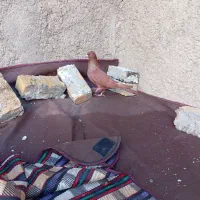 نر سرخ بیکاکل|پرنده|بروجرد, |دیوار