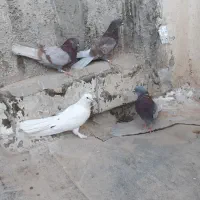 کبوتراصفهانی