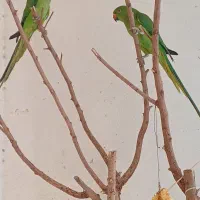 طوطی ملنگو
