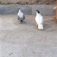 ریش سبز .خال سیاه افغان . کله سرخ زرد چپ سیاه نقش|پرنده|بیرجند, |دیوار